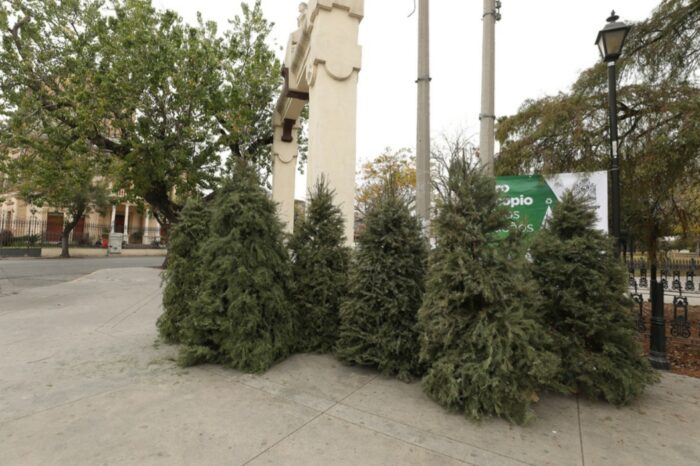 Instala Monterrey centros de acopio de pinos navideños naturales