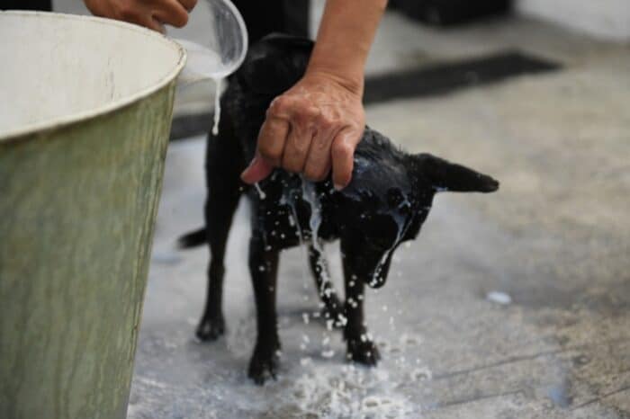 Trabaja Monterrey por el bienestar animal; anuncian campaña de adopción