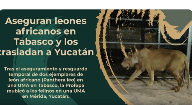 Aseguran leones africanos en Tabasco y los trasladan a Yucatán