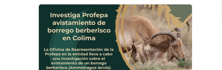 Investiga Profepa avistamiento de borrego berberisco en Colima